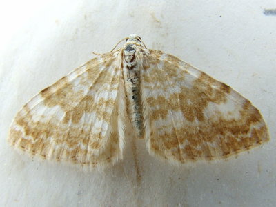 Sandy Carpet